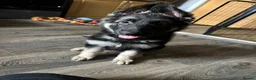 German Shepherd dogs for sale: German shepherd female  - Advert 8
