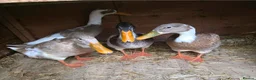 Ducks poultry for sale: Indian Runner Ducks Due April - Hand reared & tame - Advert 10
