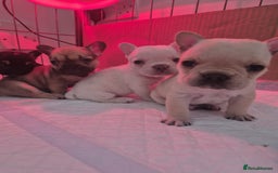 French Bulldog dogs for sale: Stunning French bulldog puppies 5 boys 2 girls  - Image 14