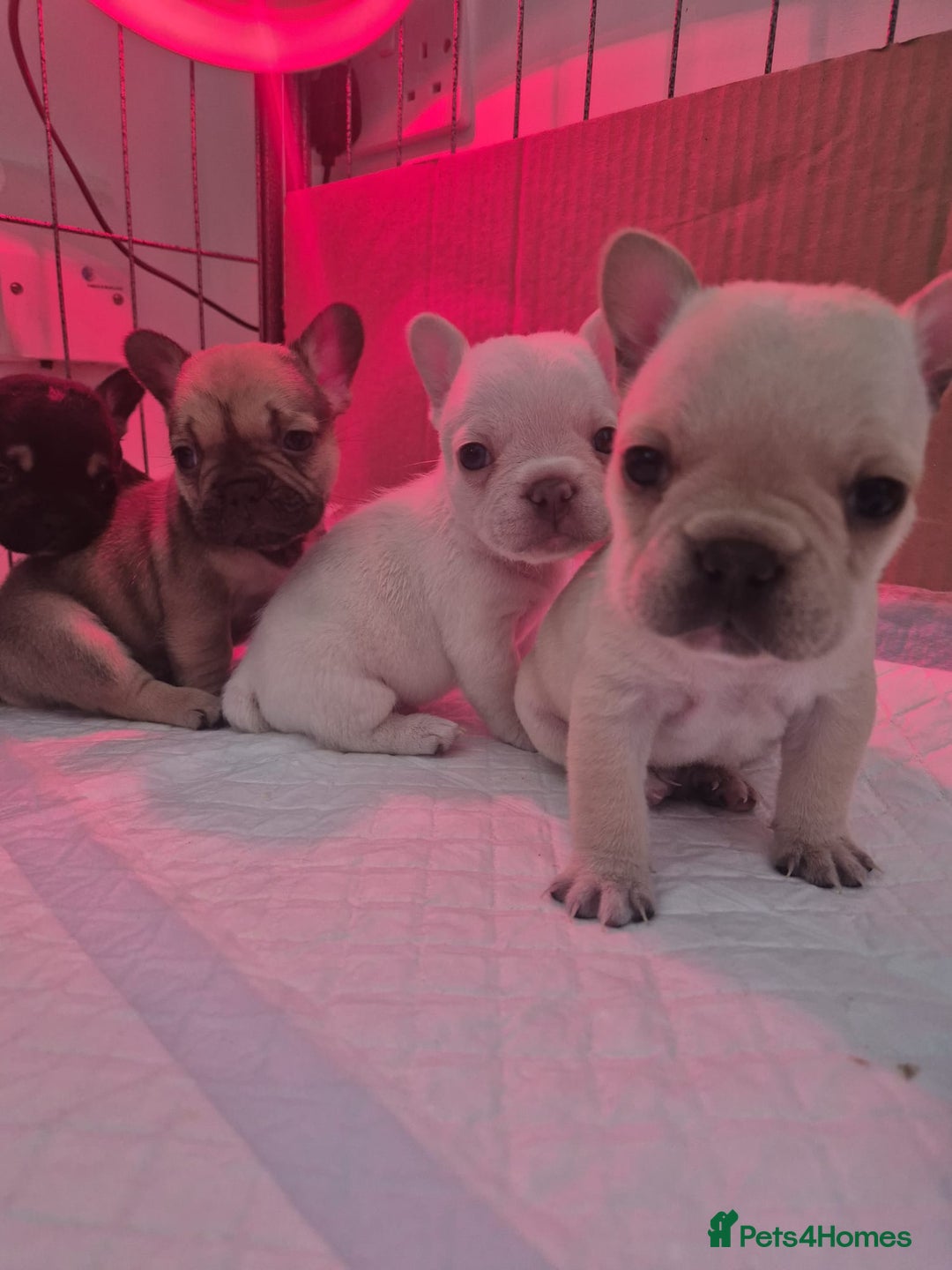 French Bulldog dogs for sale: Stunning French bulldog puppies 5 boys 2 girls  - Image 14