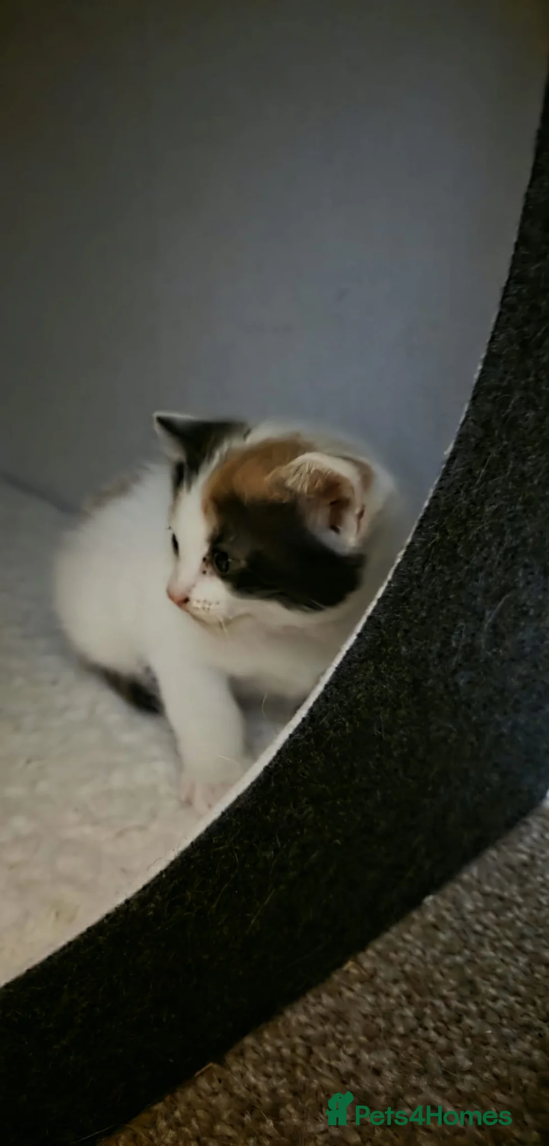 Mixed Breed cats for sale: Kittens looking for new home - Advert 9