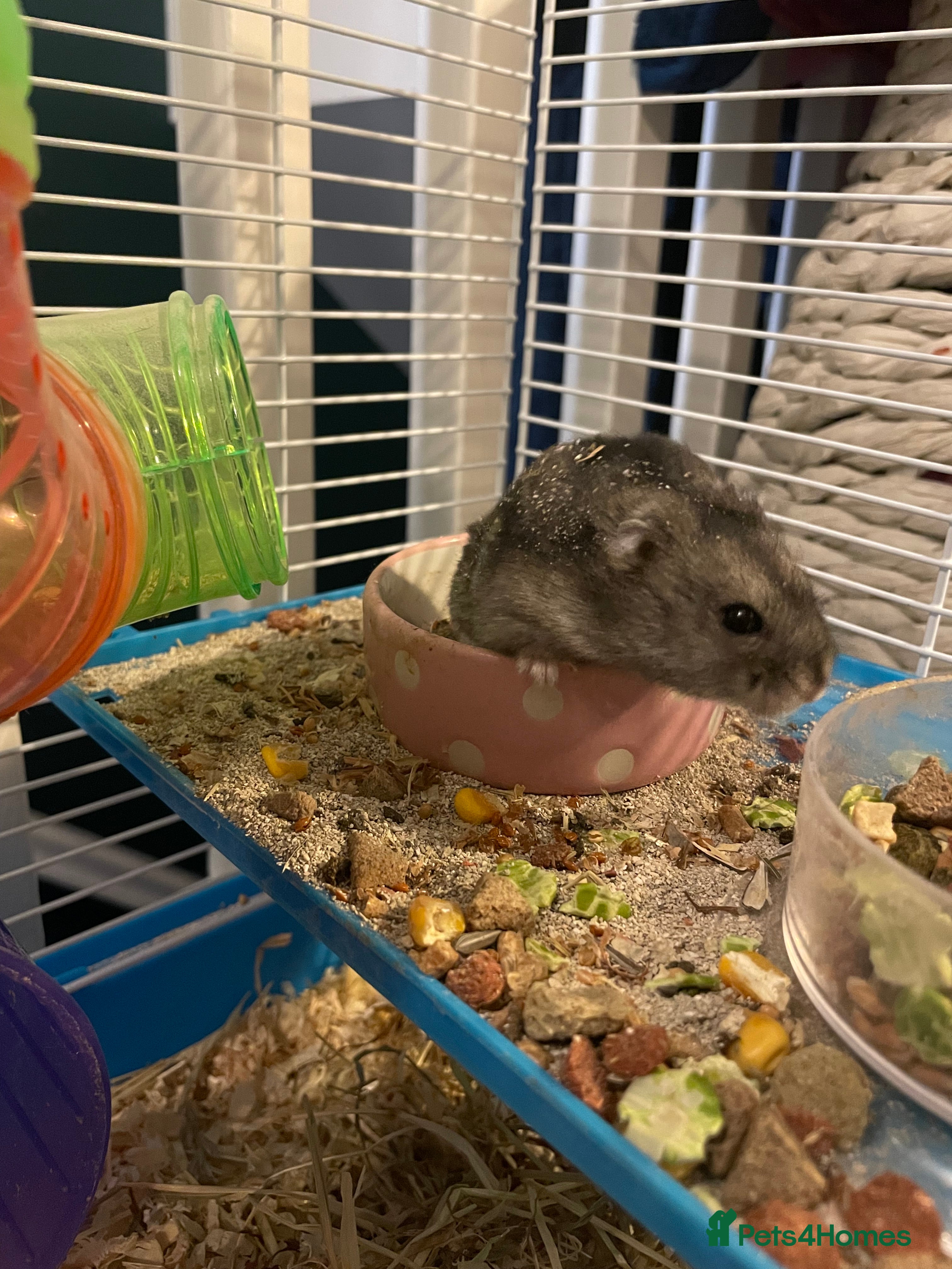 Hamster rodents Russian dwarf hamster  - Advert 1