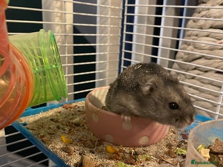 Hamster rodents Russian dwarf hamster - Advert 1