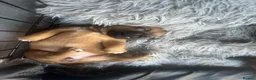 Jack Russell dogs for sale: Docked Jack Russle pups - Advert 8