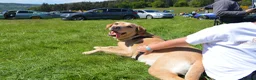 Goldador dogs for sale: Retriever Puppies for sale  - Advert 4