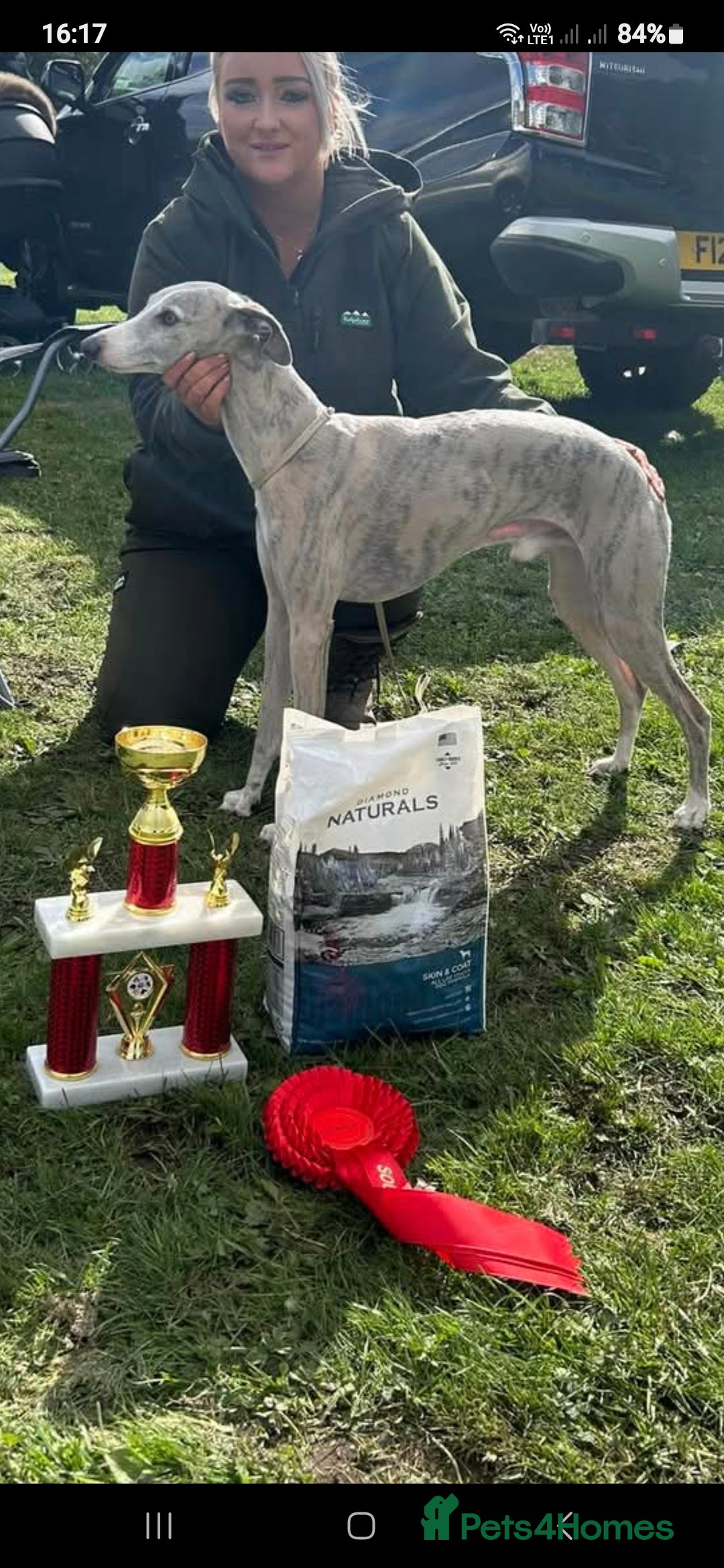 Whippet dogs for sale: Stunning whippet puppies  - Advert 16