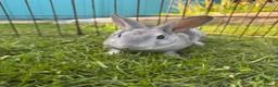 Rex rabbits for sale: Mini Rex Bunnies - Vienna & chinchilla Rex  - Advert 6