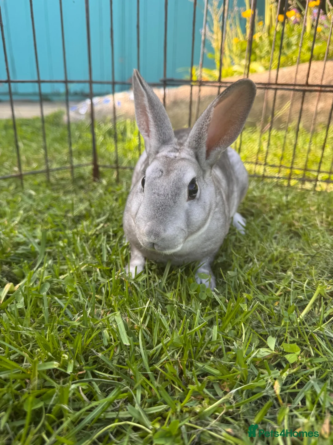 Rex rabbits for sale: Mini Rex Bunnies - Vienna & chinchilla Rex  - Advert 6