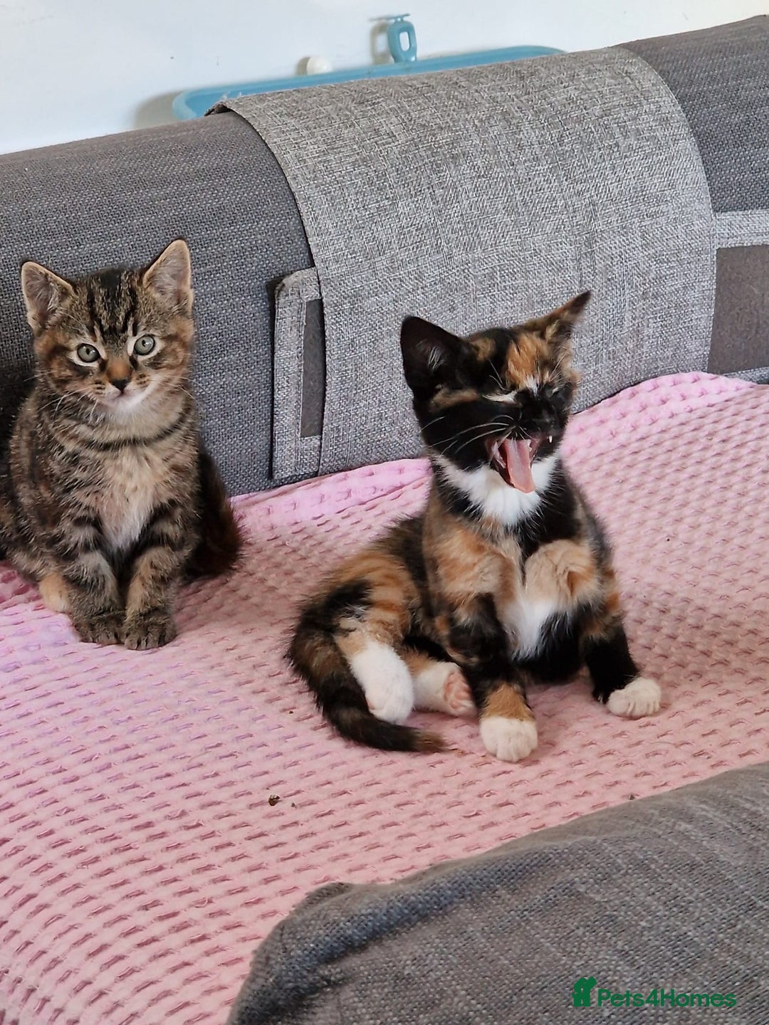 Mixed Breed cats for sale: Very special tortie and white girl - Advert 23