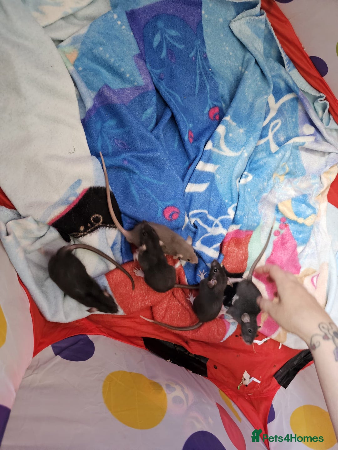 Rat rodents for sale: male and female rats for sale - Image 7