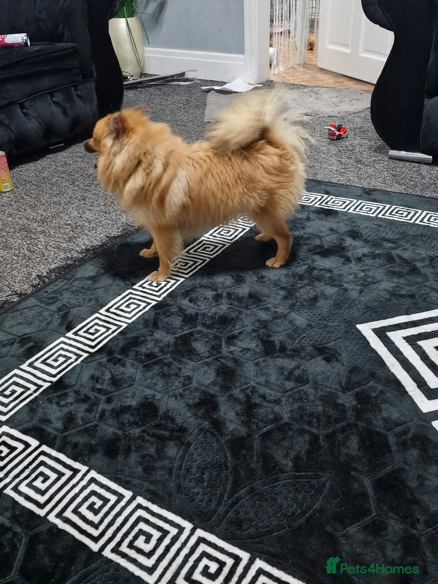 Pomeranian dogs for sale: Pomeranian - Advert 3