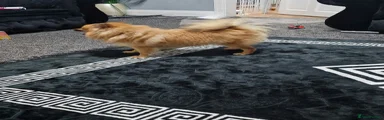 Pomeranian 1