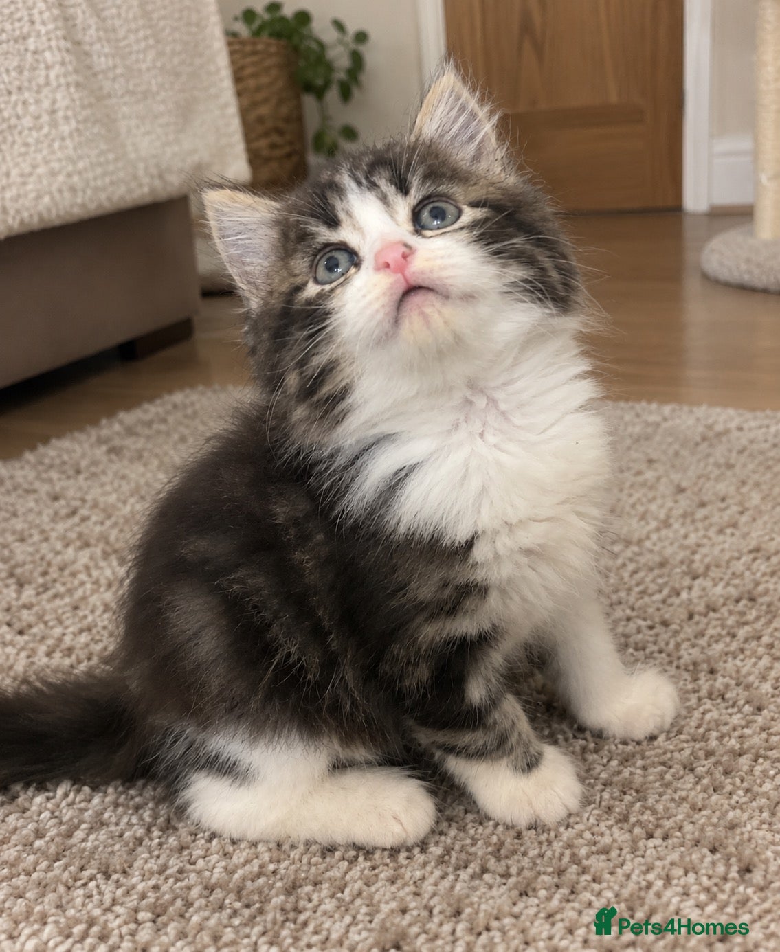 Persian cats for sale: Ragdoll x Persian kitten - Advert 17