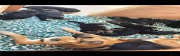 German Shepherd dogs for sale: 10 BEAUTIFUL GERMAN SHEPHERD PUPPIES - Advert 5