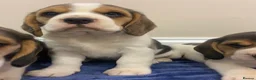 Beagle dogs for sale: Chunky friendly beagles  - Advert 15