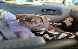 Pug dogs for sale: Chocolate and tan 6 month old female 💗 - Image 4