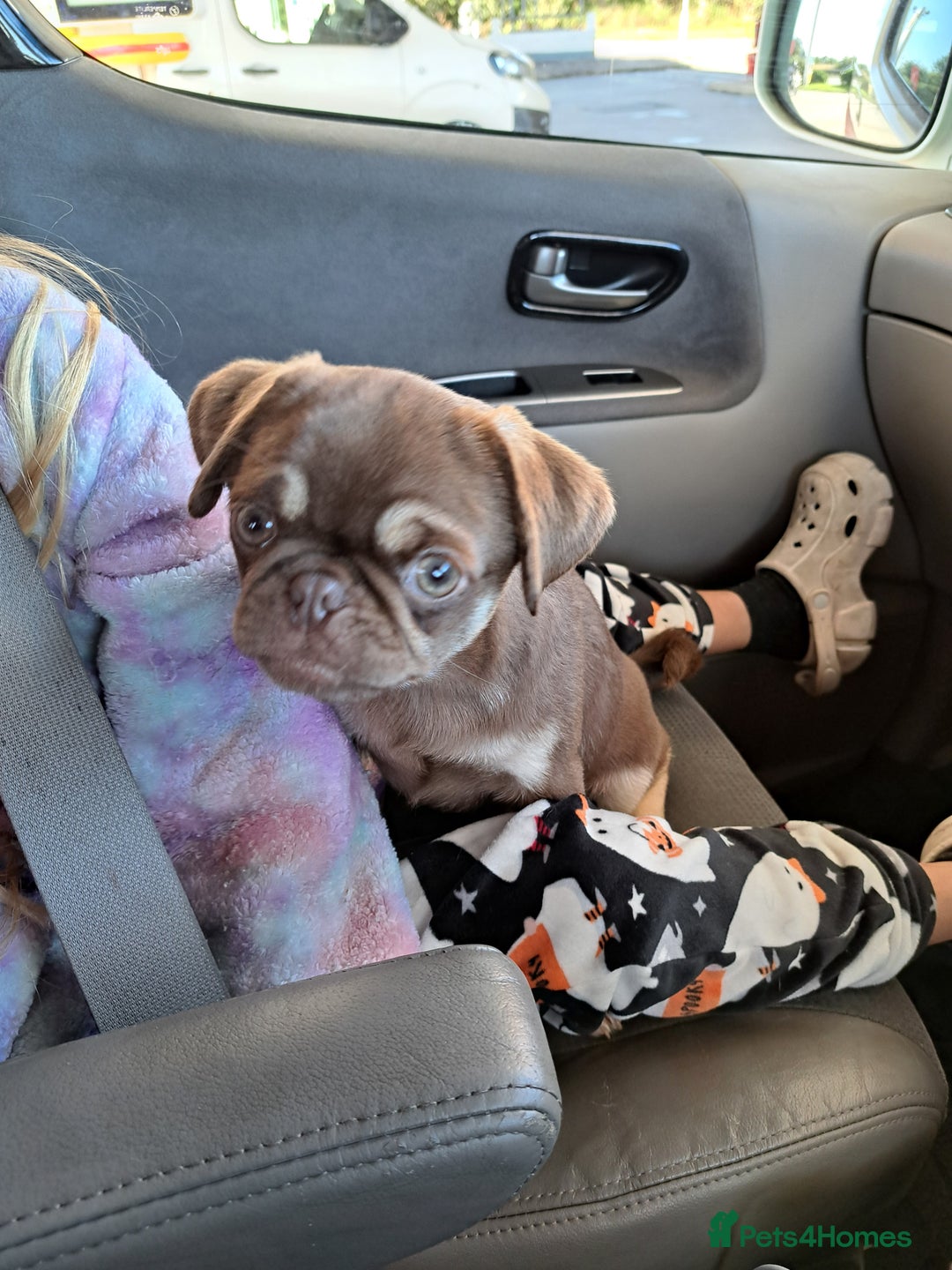 Pug dogs for sale: Chocolate and tan 6 month old female 💗 - Image 4