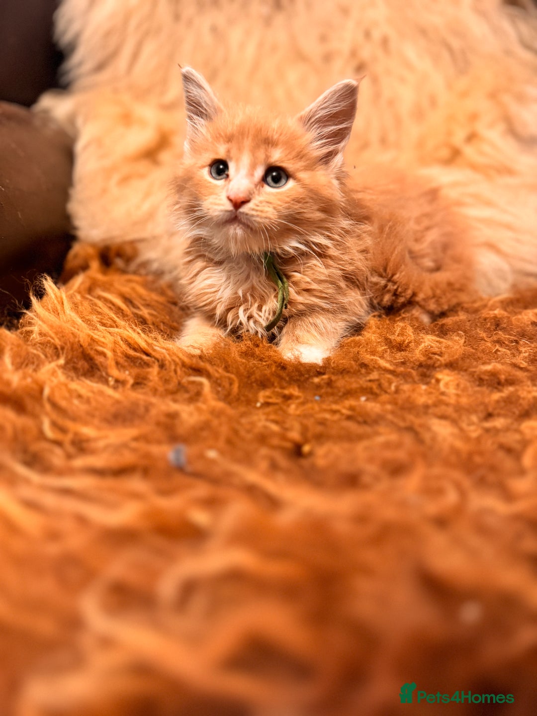 Maine Coon cats for sale:  TICA Registered Maine Coon Kittens- ready now  - Advert 9