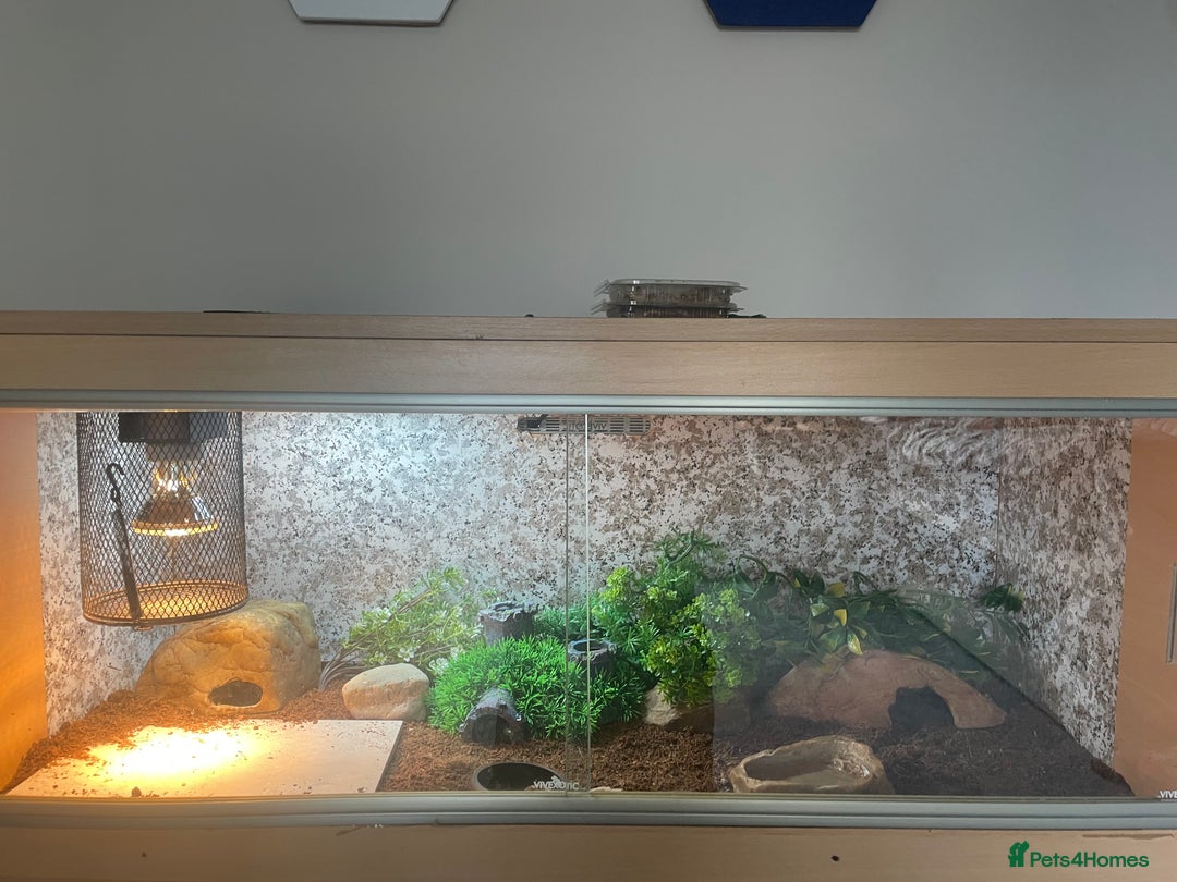 Leopard Gecko reptiles for sale: Leopard gecko - Image 3