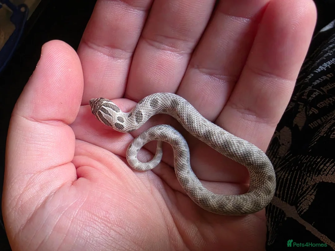 Snake reptiles for sale: Western Hognose Snake  - Advert 2