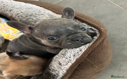 French Bulldog dogs for sale: Full pedigree French bulldog puppies  - Image 10