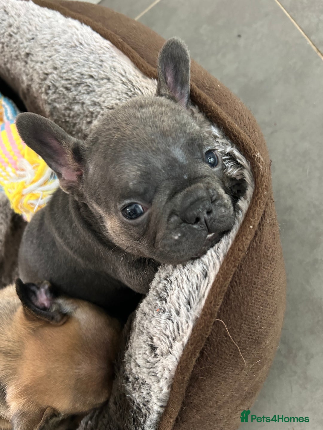 French Bulldog dogs for sale: Full pedigree French bulldog puppies  - Image 10