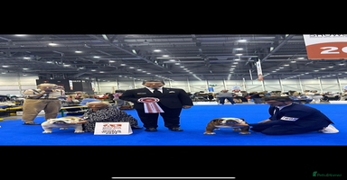 English Bulldog dogs - Advert 4