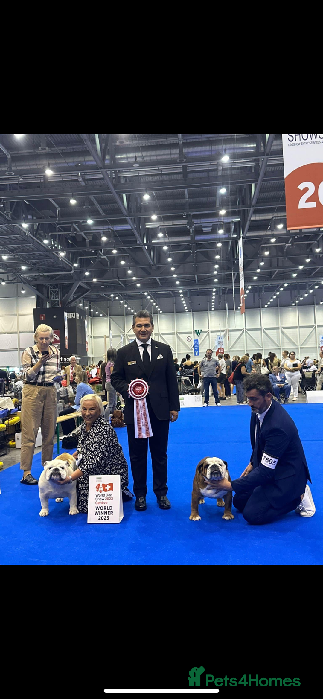 English Bulldog dogs for sale:  champion rosebull his royal highness puppies - Image 5