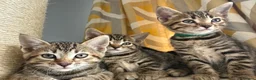 Bengal cats for sale: Bengal kittens  - Advert 8