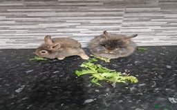 Lionhead rabbits for sale: Gorgeous baby lion head rabbits  - Image 2