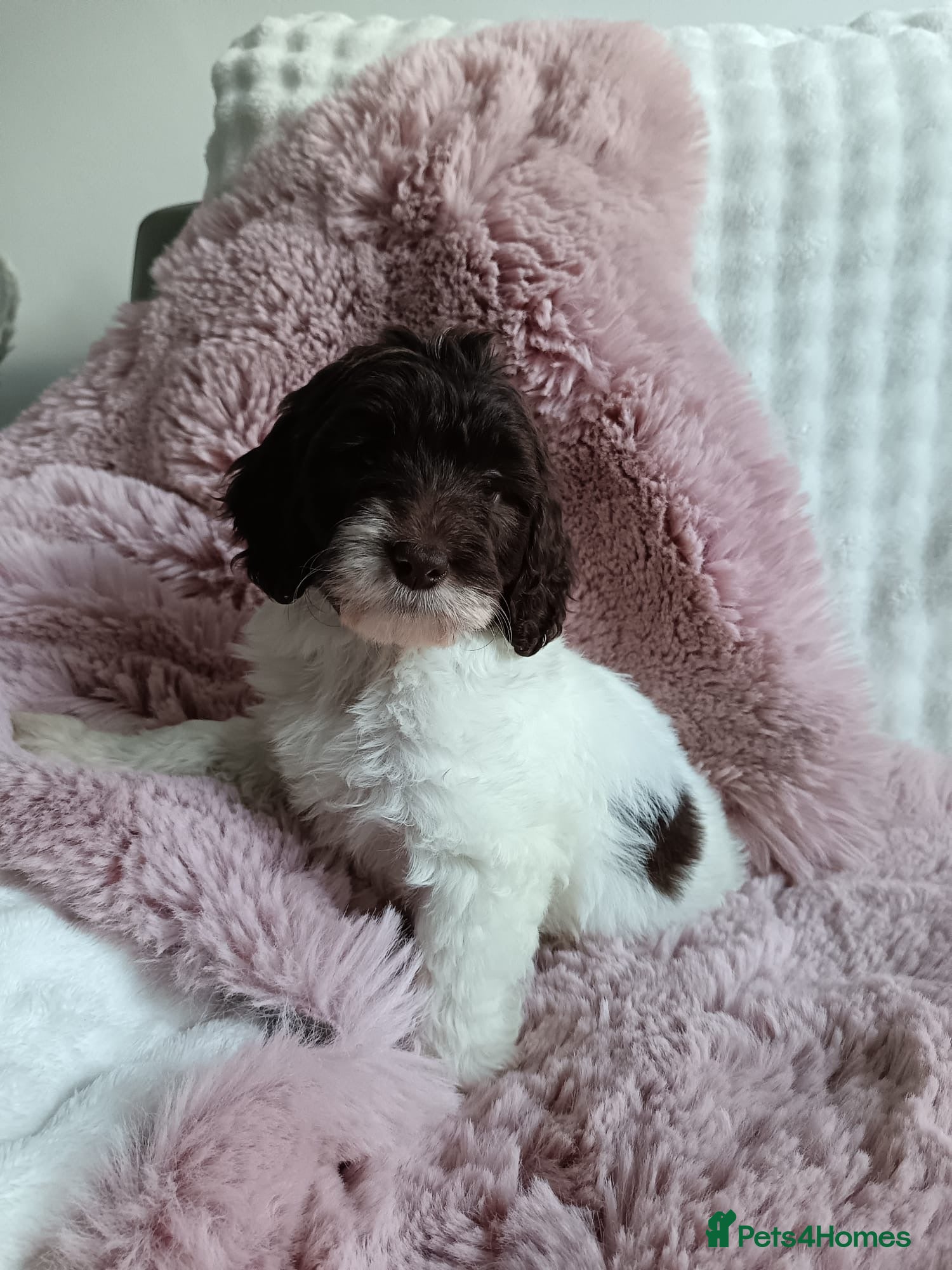 Australian Labradoodle dogs Australian labradoodle puppies READY NOW - Advert 6