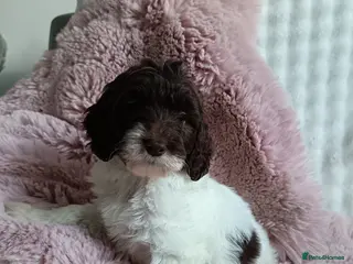 Australian Labradoodle dogs Australian labradoodle puppies READY NOW - Advert 6