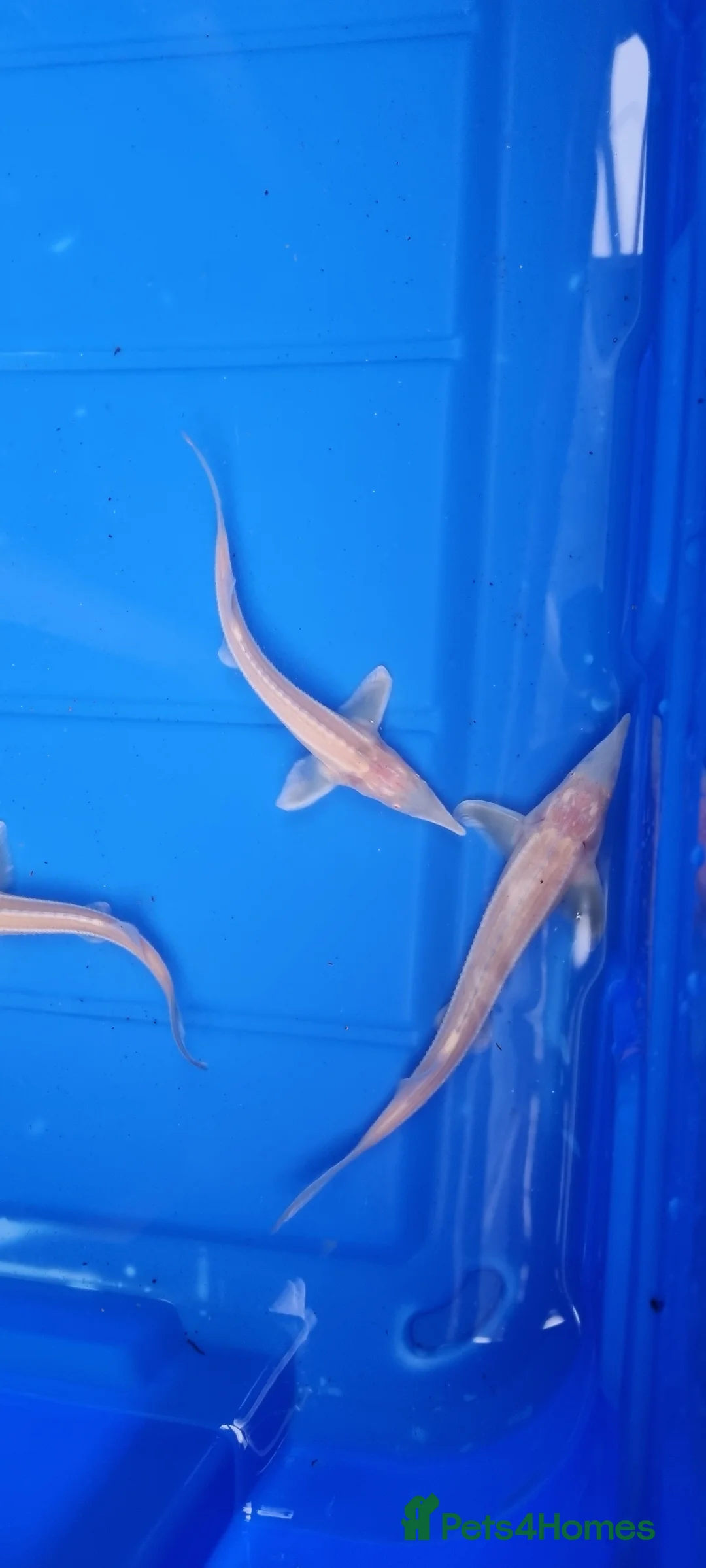 Pond Fish fish for sale: Albino & White Edge Sterlets and Diamond Sturgeon - Advert 2