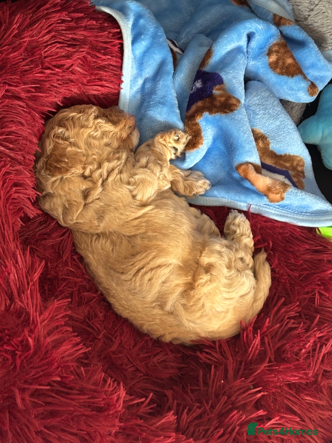 Maltipoo dogs for sale: F1 Maltipoo little boy 💙 - Image 3