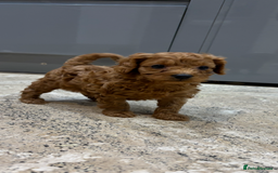 Cavapoo dogs for sale: Cavapoo pups  - Image 2