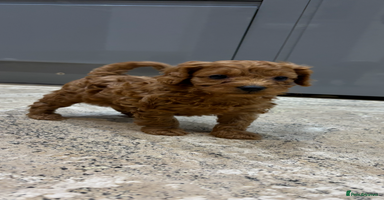 Cavapoo dogs Cavapoo pups  - Advert 4