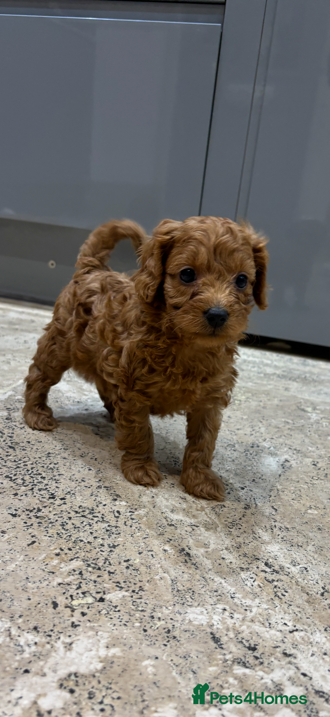 Cavapoo dogs for sale: Cavapoo pups  - Image 2