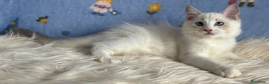 Ragdoll 2