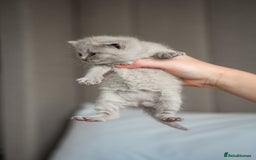 British Shorthair cats for sale: 🩶🐈🐾 Stunning BSH Kittens 🩶🐈🐾 - Image 5