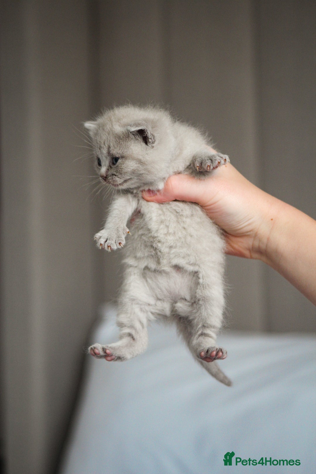 British Shorthair cats for sale: 🩶🐈🐾 Stunning BSH Kittens 🩶🐈🐾 - Image 5