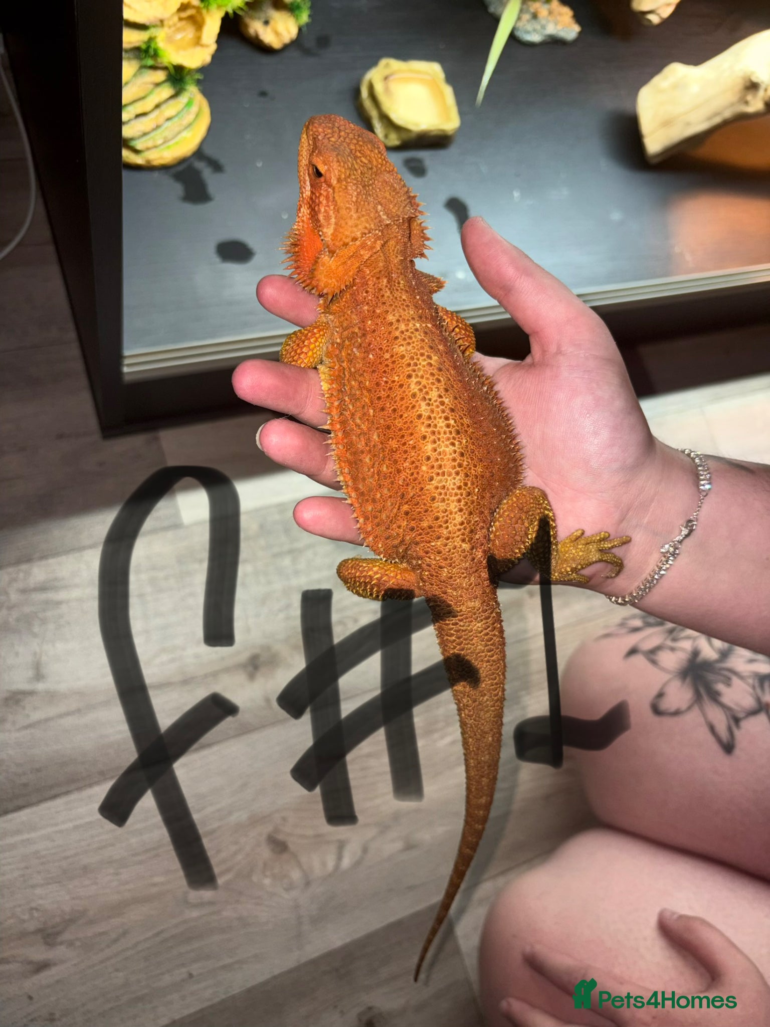 Bearded Dragon reptiles 3 bearded dragons  - Advert 1