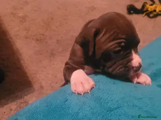 Mixed Breed dogs American Bulldog cross Mastiff puppies - Advert 5