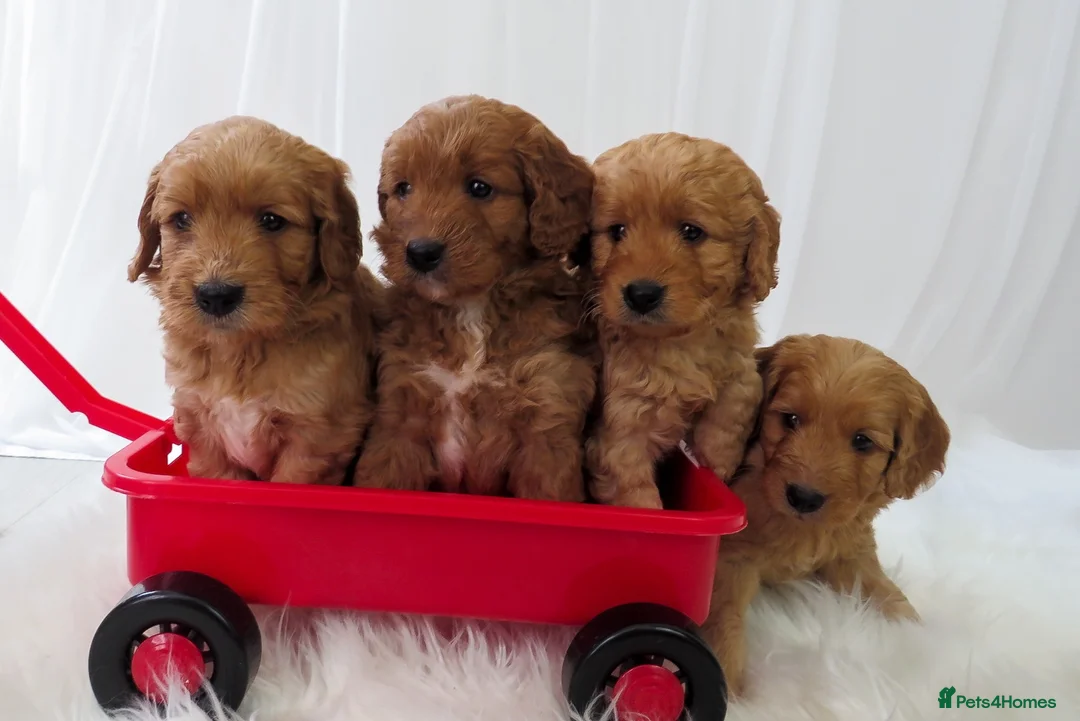 Mini Goldendoodle dogs for sale: One Male F1 Goldendoodle Puppy - Advert 5