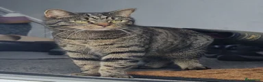Oat