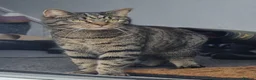 British Shorthair cats for sale: Two handsome, loving cats that go by Jam and Oat in Leicester - Advert 5