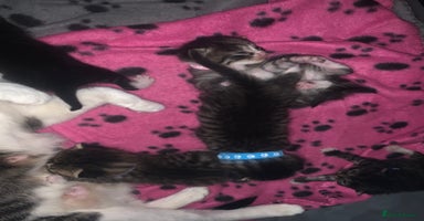 Mixed Breed cats - Advert 12