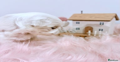 Maltese dogs - Advert 15