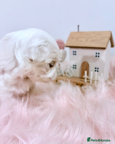 Maltese dogs - Advert 16