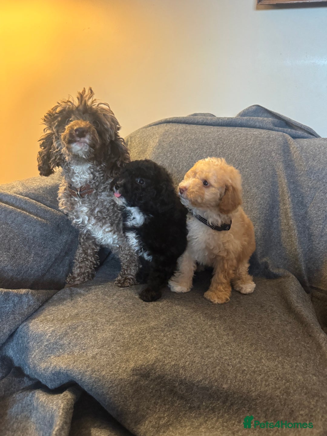 Toy Poodle dogs for sale: 2 Male Pure Toy Poodle Pups - Image 12