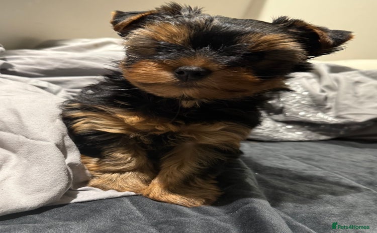 Yorkshire Terrier dogs - Advert 11